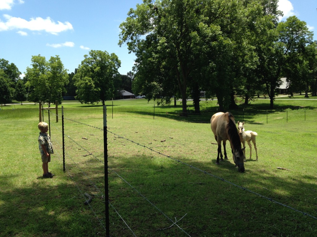 There are beautiful horse pastures and horses in Lake Providence.  We were delighted to see this newborn horse and it's mama. 